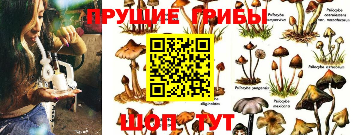 закладка  Псилоцибиновые грибы GOLDEN TEACHER  Вход с VPN  Псилоцибиновые грибы мицелий  Вышний Волочёк 